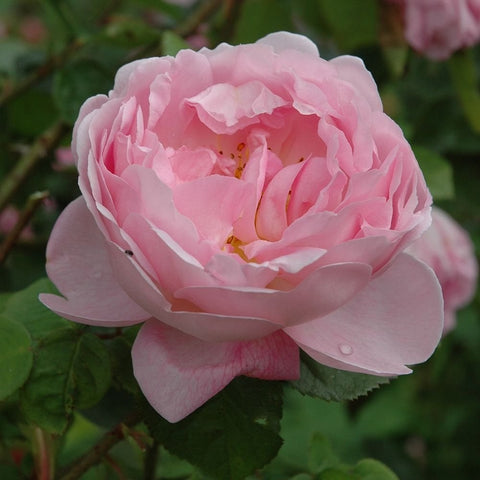 Pale pink rose flower with ruffled petals and yellow center, green foliage