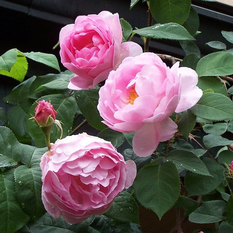 Three pink rose blooms with green leaves on branching stems