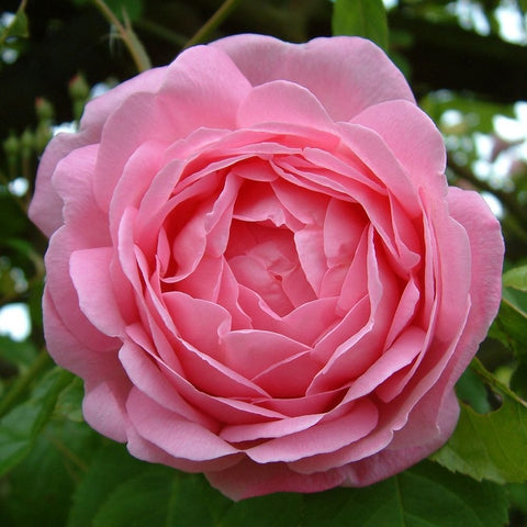 Constance Spry pink rose bloom with layered petals, surrounded by green leaves