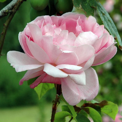 Soft pink double rose flower with layered white-pink petals and green leaves