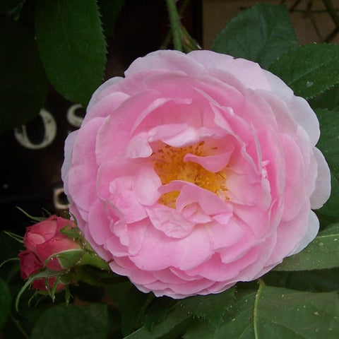 Pink rose flower with golden yellow center and layered petals, green leaves