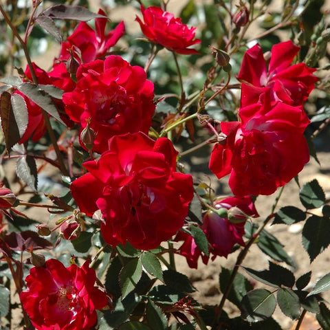 Red climbing rose with multiple ruffled blooms and green leaves