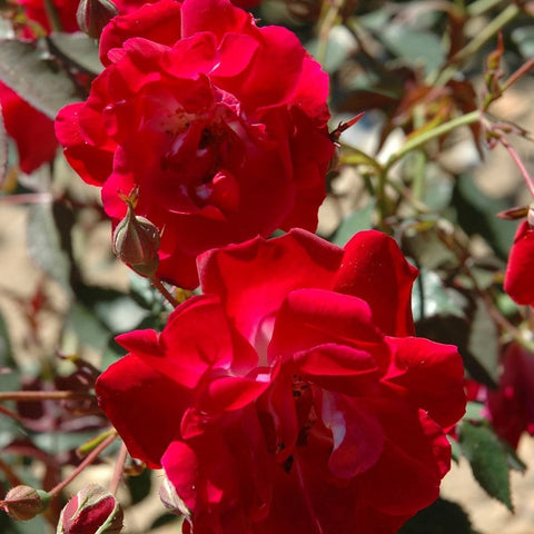 Red climbing rose bloom close-up with velvety petals and nearby buds