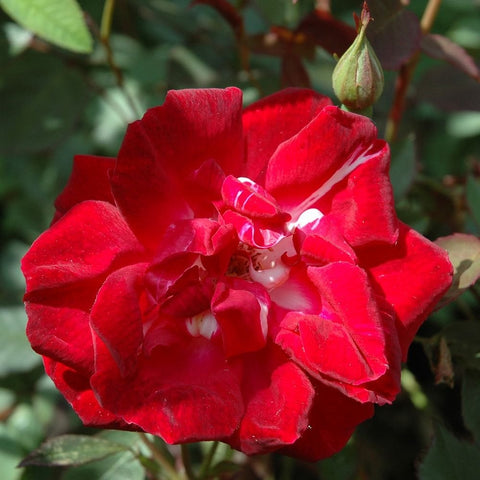 Red climbing rose flower with ruffled petals and visible center stamens