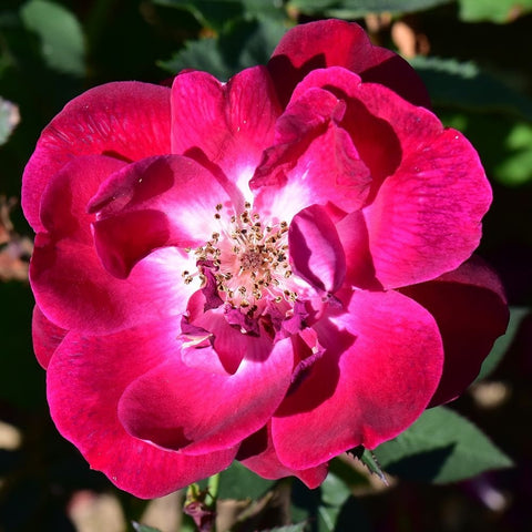 Pink-red climbing rose bloom with prominent center stamens and petals