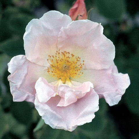 White-pink rose flower with yellow center, close-up of petals