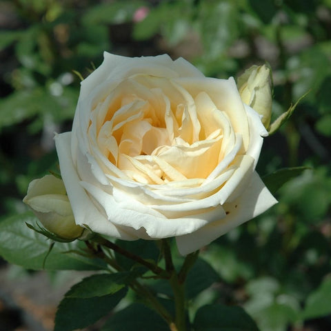 Pale cream rose bloom with tightly layered petals and subtle yellow highlights, with leaves