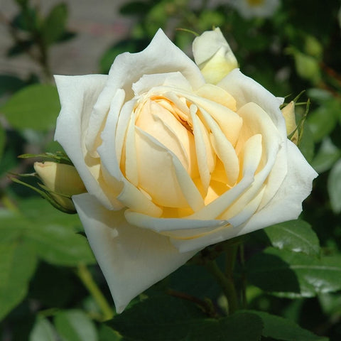 White-cream rose flower with pale yellow and orange-tinted center, surrounded by leaves