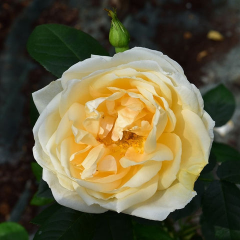 Cream rose with golden-orange center and ruffled petals, plus green leaf foliage