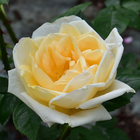 Yellow-cream rose blossom with layered petals and soft orange interior, on green leaves