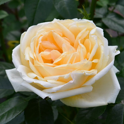 Cream and pale yellow rose with layered petals and orange center, on dark green leaves