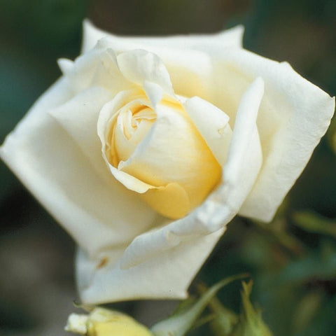 Light cream rose bud and bloom with delicate petals and yellow center, on green foliage
