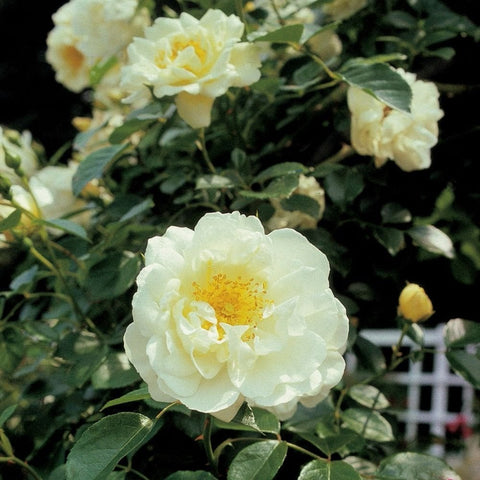White double rose bloom with yellow center and green foliage