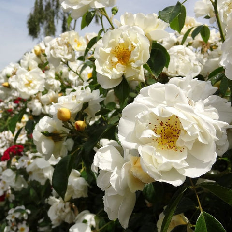 White double rose blossoms with yellow centers on green stems and leaves