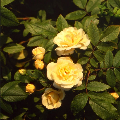 Yellow rose blooms on green leaves, with buds and multiple flowers