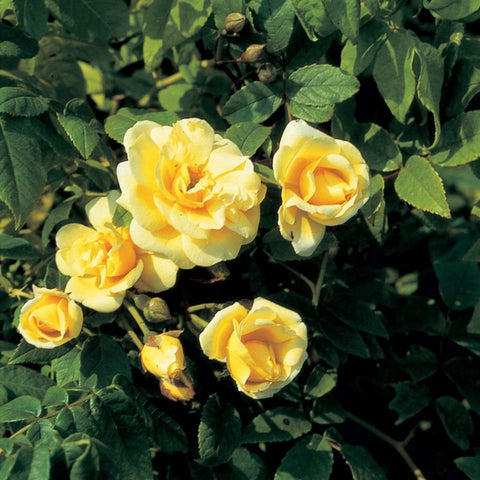 Cluster of pale yellow roses with green foliage and leaf buds