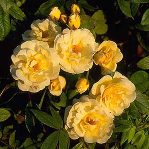 Cream and golden yellow rose blooms with green leaves