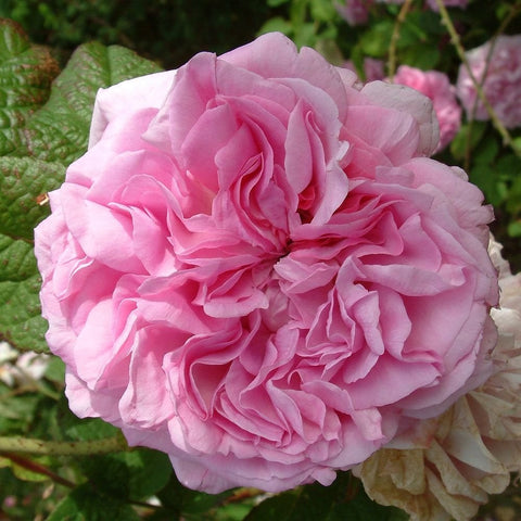 Pink double rose bloom with layered ruffled petals