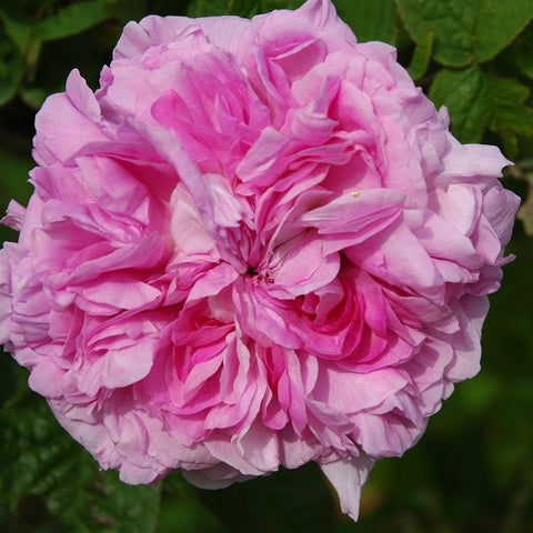 Light pink double rose flower with densely layered petals