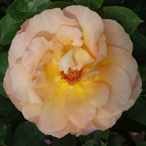 Cream rose bloom with pale yellow center and layered ruffled petals on green leaves