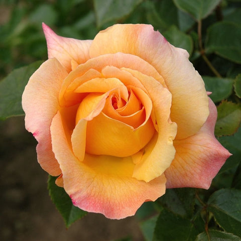 Apricot-orange rose bloom with curled petals and pink edges on green leaves