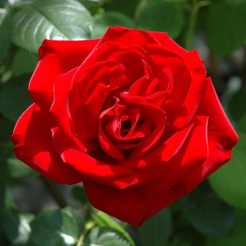 Red rose flower with layered petals and green leaves on a bush