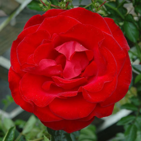 Red rose bloom with tightly layered petals and surrounding green foliage