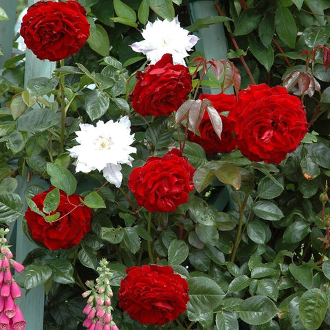Cluster of red and white roses with green leaves on a flowering plant
