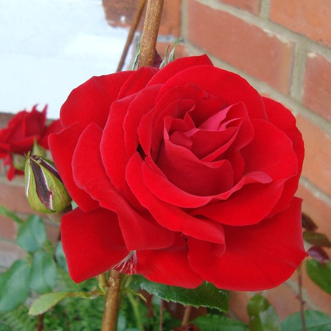 Large red rose blossom on a stem with green leaves near a brick wall