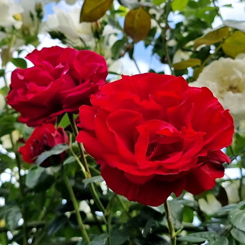 Red rose blooms on stems with green leaves in a dense garden setting