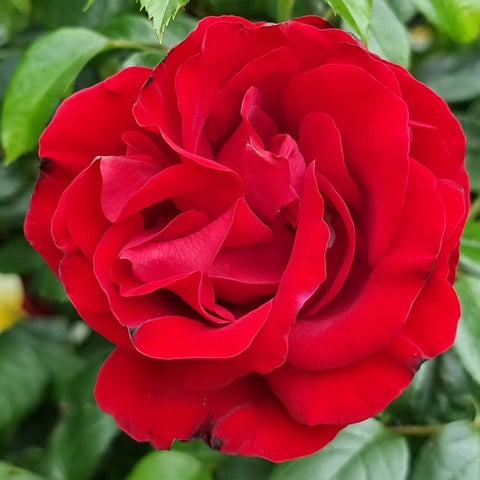 Close-up of a red rose flower with layered petals and green leaf background