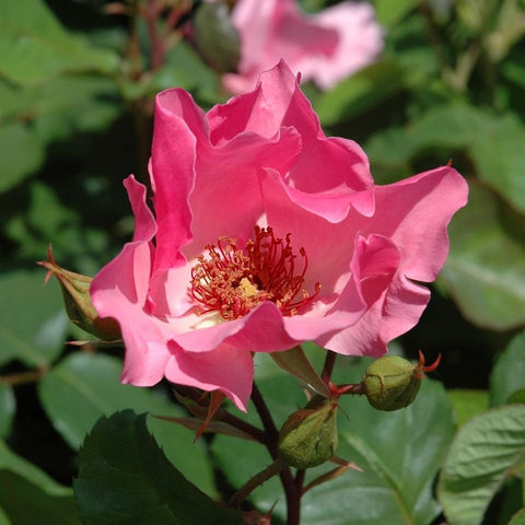 Dainty Bess rose with pink ruffled petals and red center stamens, single bloom