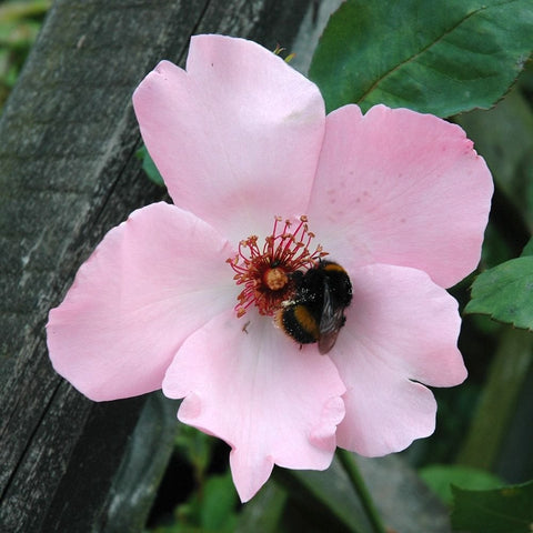Pink rose bloom with ruffled petals, dark center, and bumblebee on flower