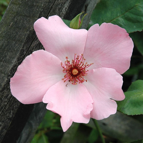 Pink rose flower with ruffled petals and red-stamen center on green leaves