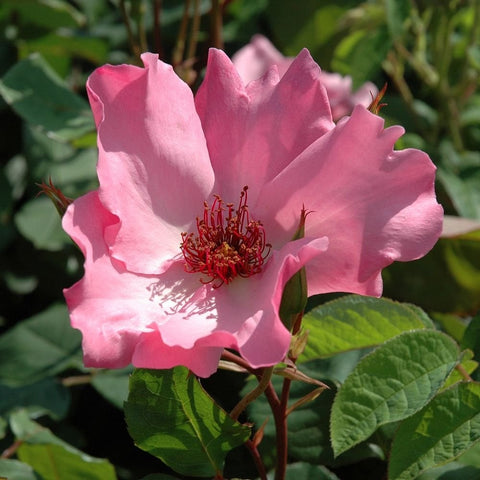 Pink rose bloom with bold red-tipped center stamens and fresh green foliage