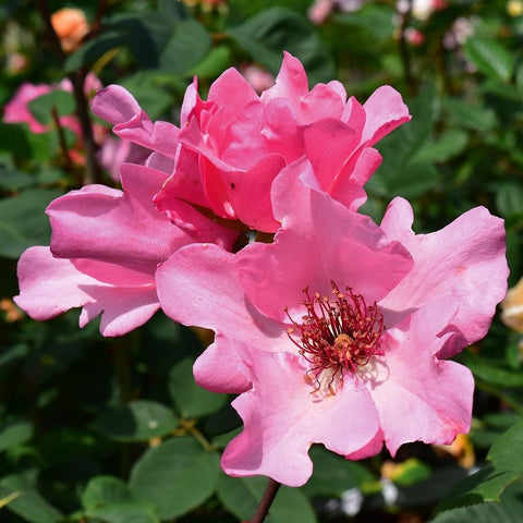 Cluster of pink ruffled rose blooms with red-stamen centers