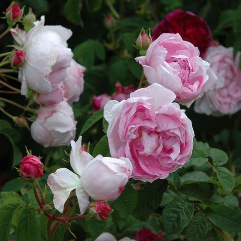 Pink and white double rose blooms on green leafy stems