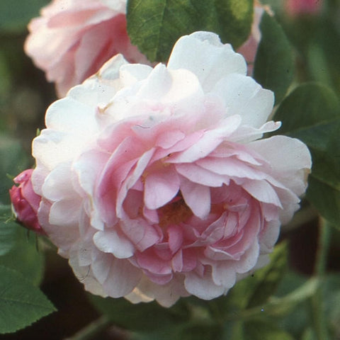 Soft pink and white double rose with ruffled petals and green leaves