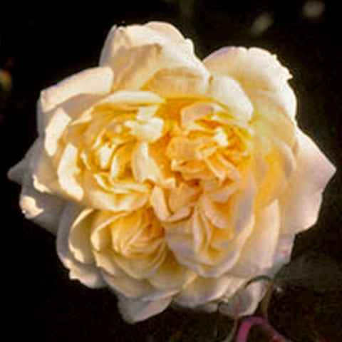 Cream and pale yellow rose flower with layered petals