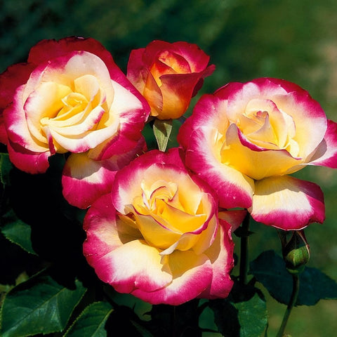 Cluster of rose blooms with pink-red petals and pale yellow centers