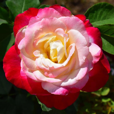 Rose bloom with pink and red petals surrounding a creamy yellow center