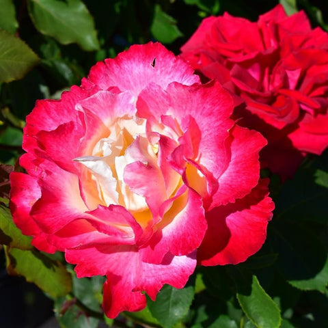 Rose bloom with bold red-pink petals and pale yellow center