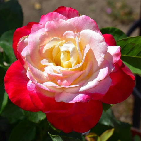 Rose bloom with red outer petals and pale cream-yellow center
