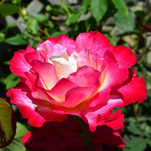 Rose bloom with vibrant pink-red petals and creamy pale center