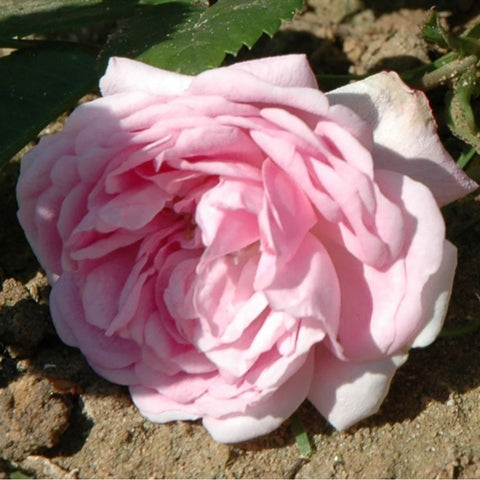 Pale pink rose bloom with layered petals, shown close-up
