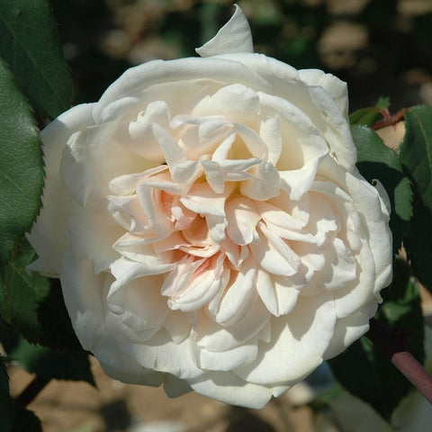 Cream and white rose bloom with layered petals and green leaves, close-up