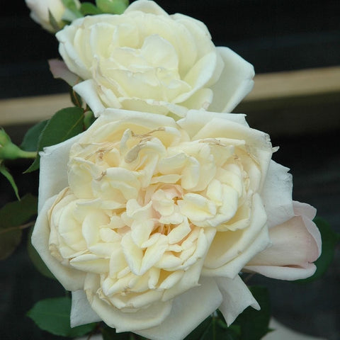 Light cream rose blooms with layered petals and green leaves, side-by-side view