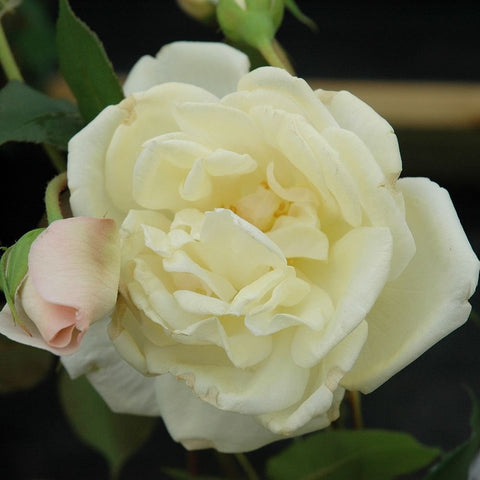 Pale yellow rose bloom with layered petals and green leaves, held in hand