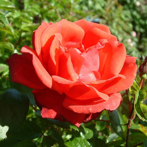 Coral-red rose bloom with layered petals and small buds on green stems