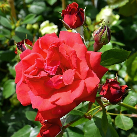 Pink-red rose flower cluster with buds and green leaves in bloom